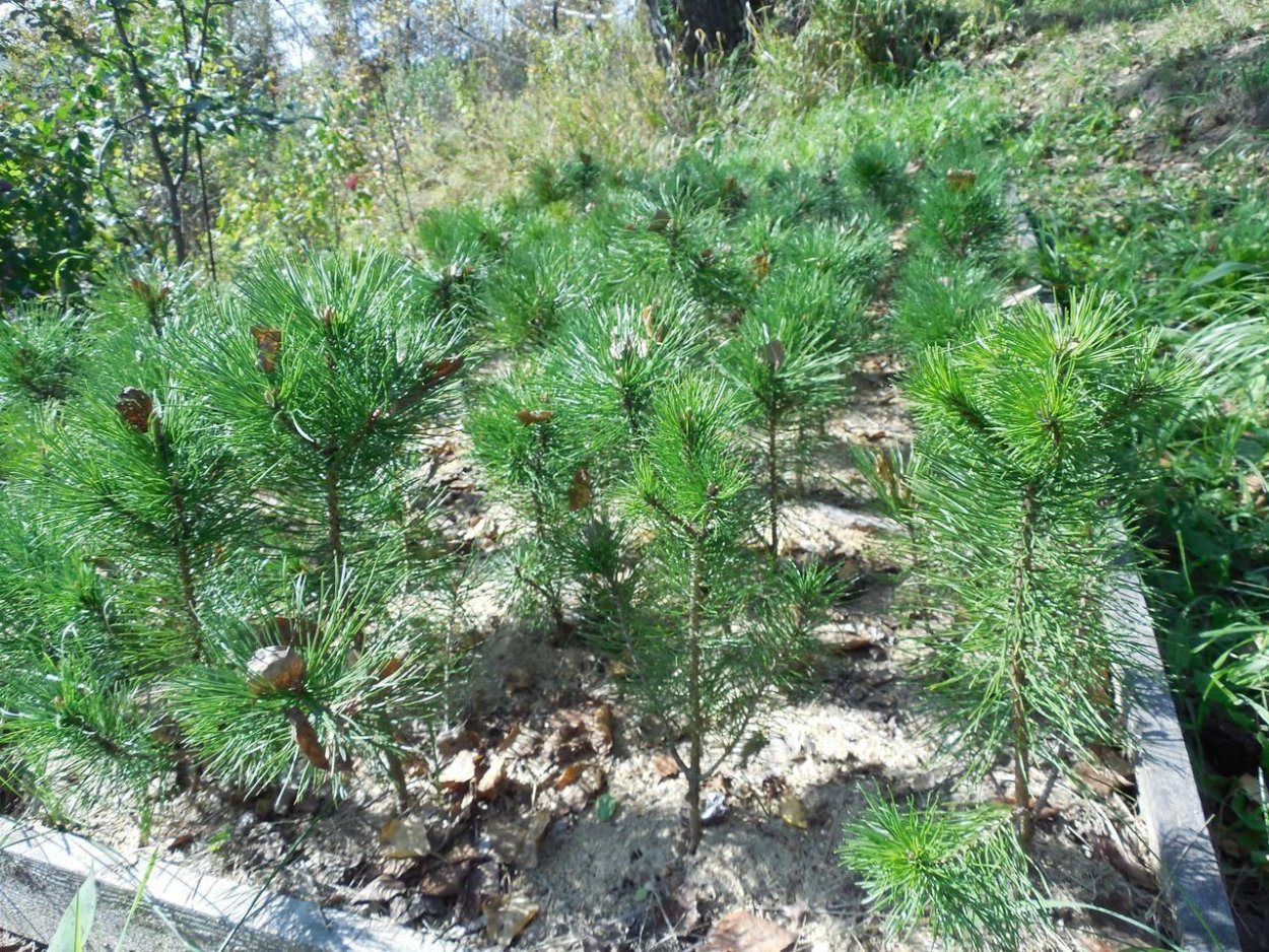 Сосна зеленая кровля