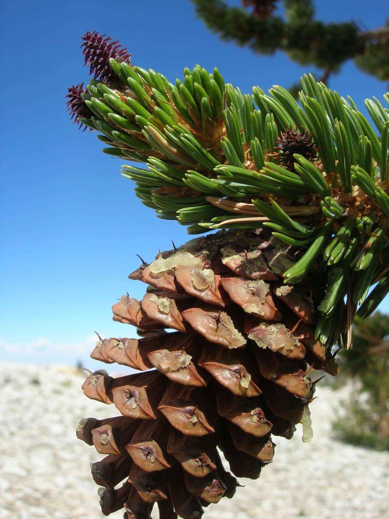 Pinus brutia