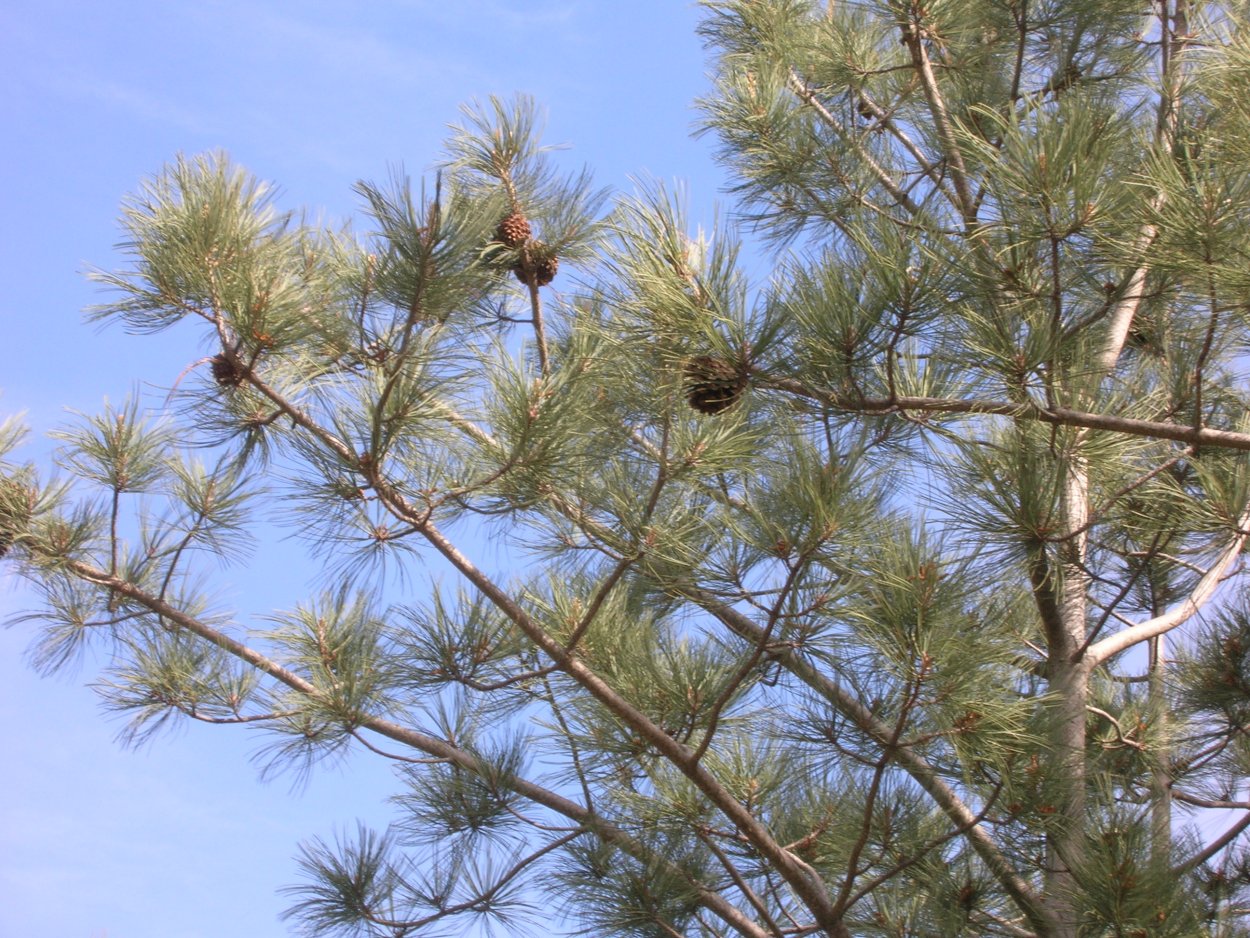 Pinus Cembra 'compacta glauca'