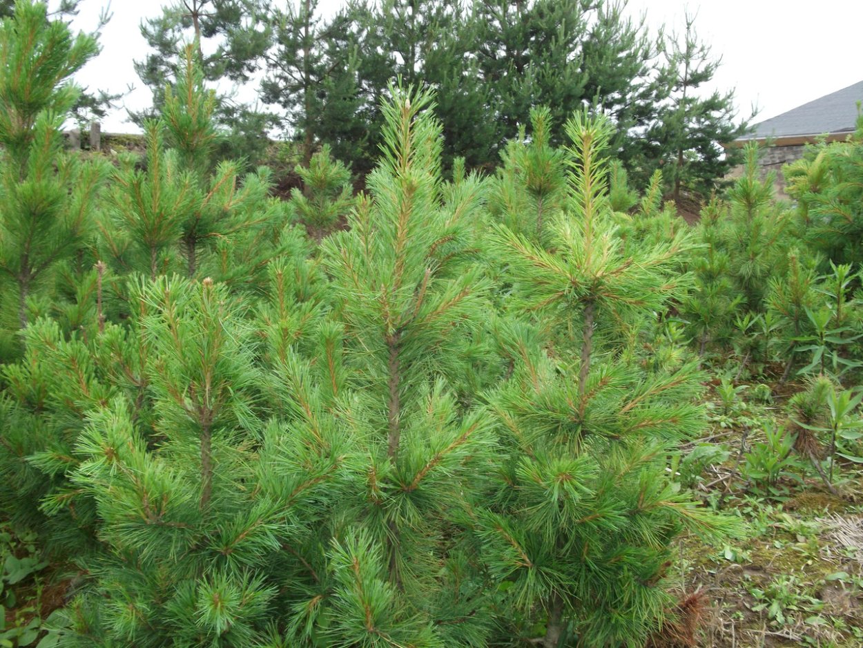 Сосна Эльдарская хвоя