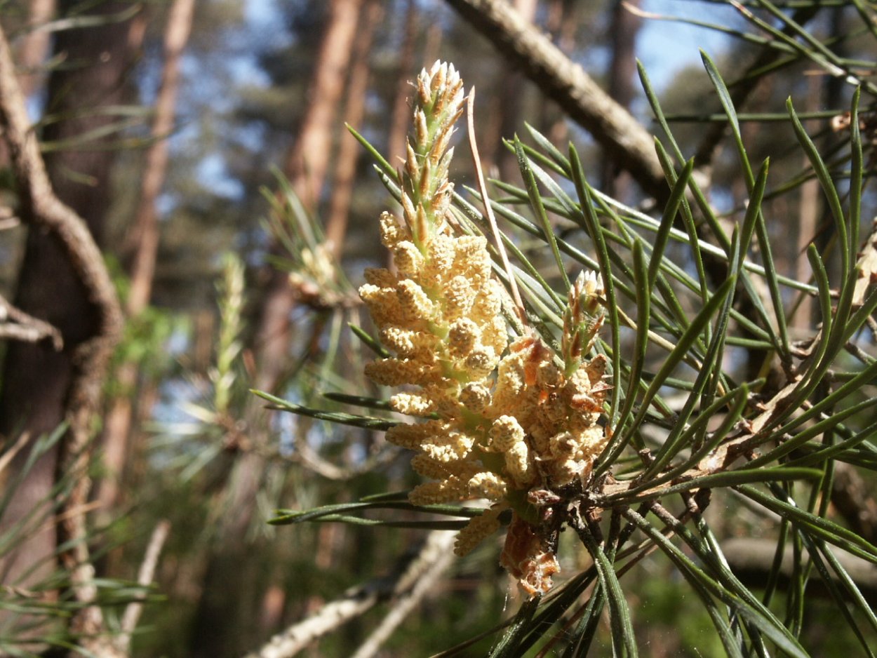 Сосна обыкновенная габитус