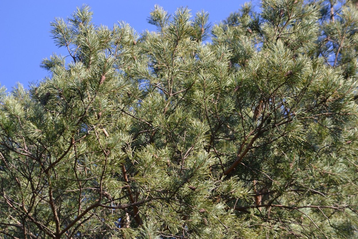 Пицундская сосна в Геленджике