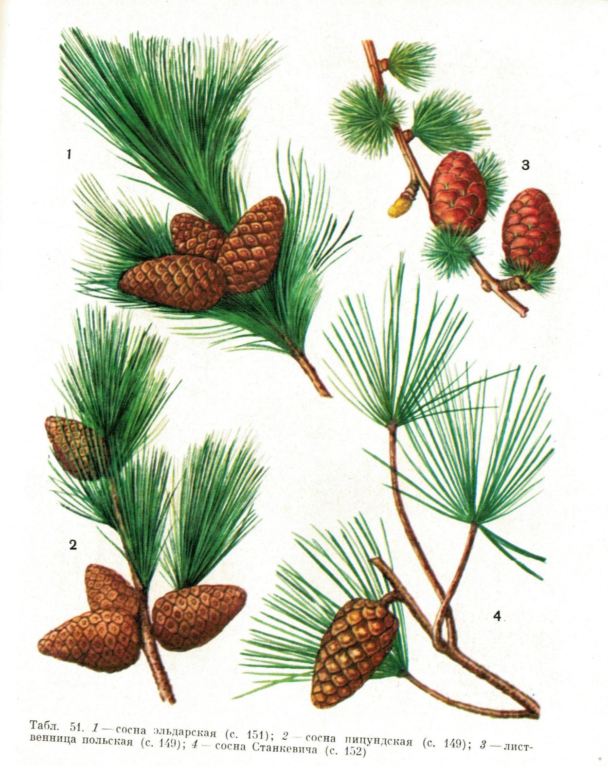 Сосна Эльдарская шишка