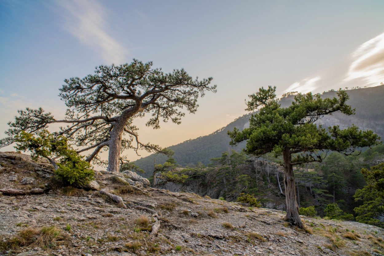 Pinus nigra Крымская сосна