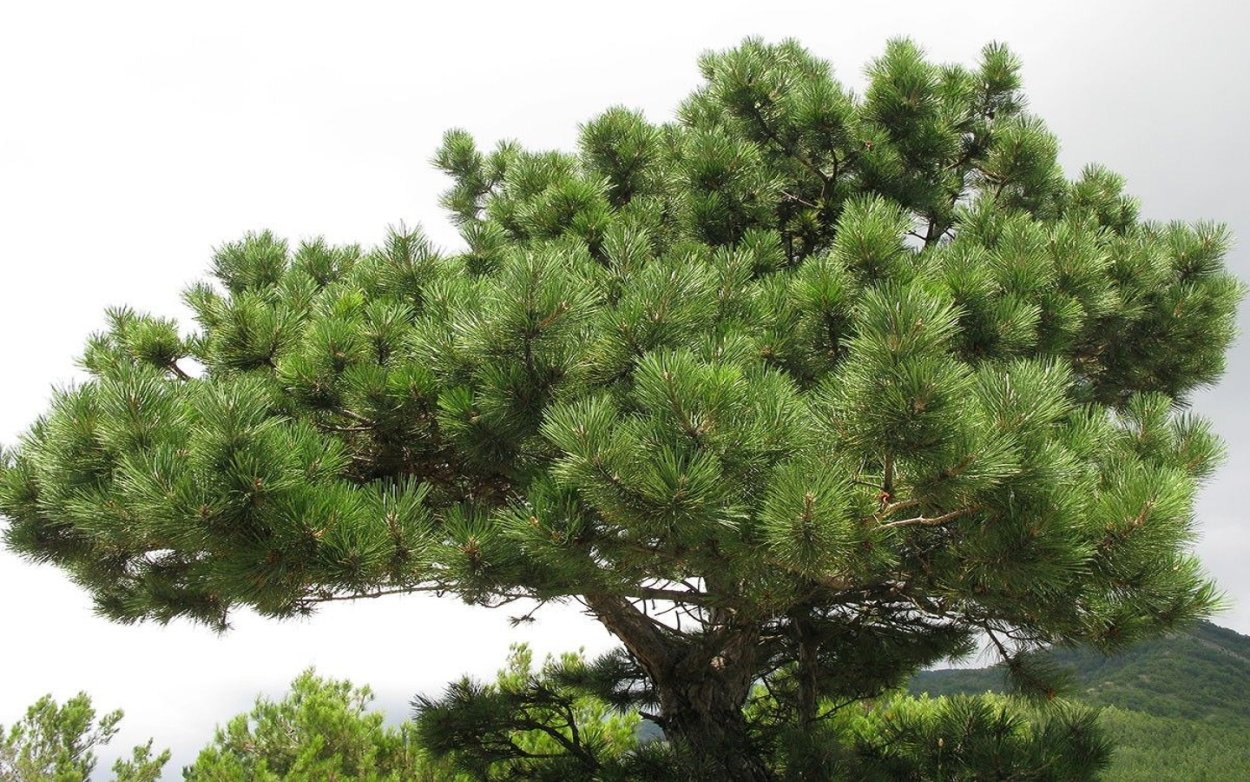Сосна Pinus pityusa