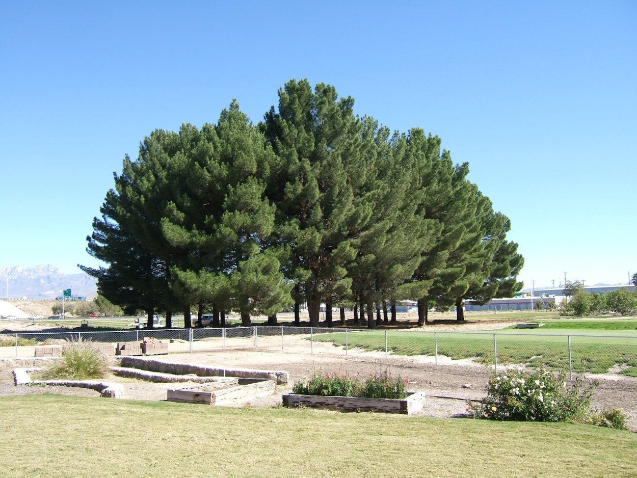 Эльдарская сосна Баку