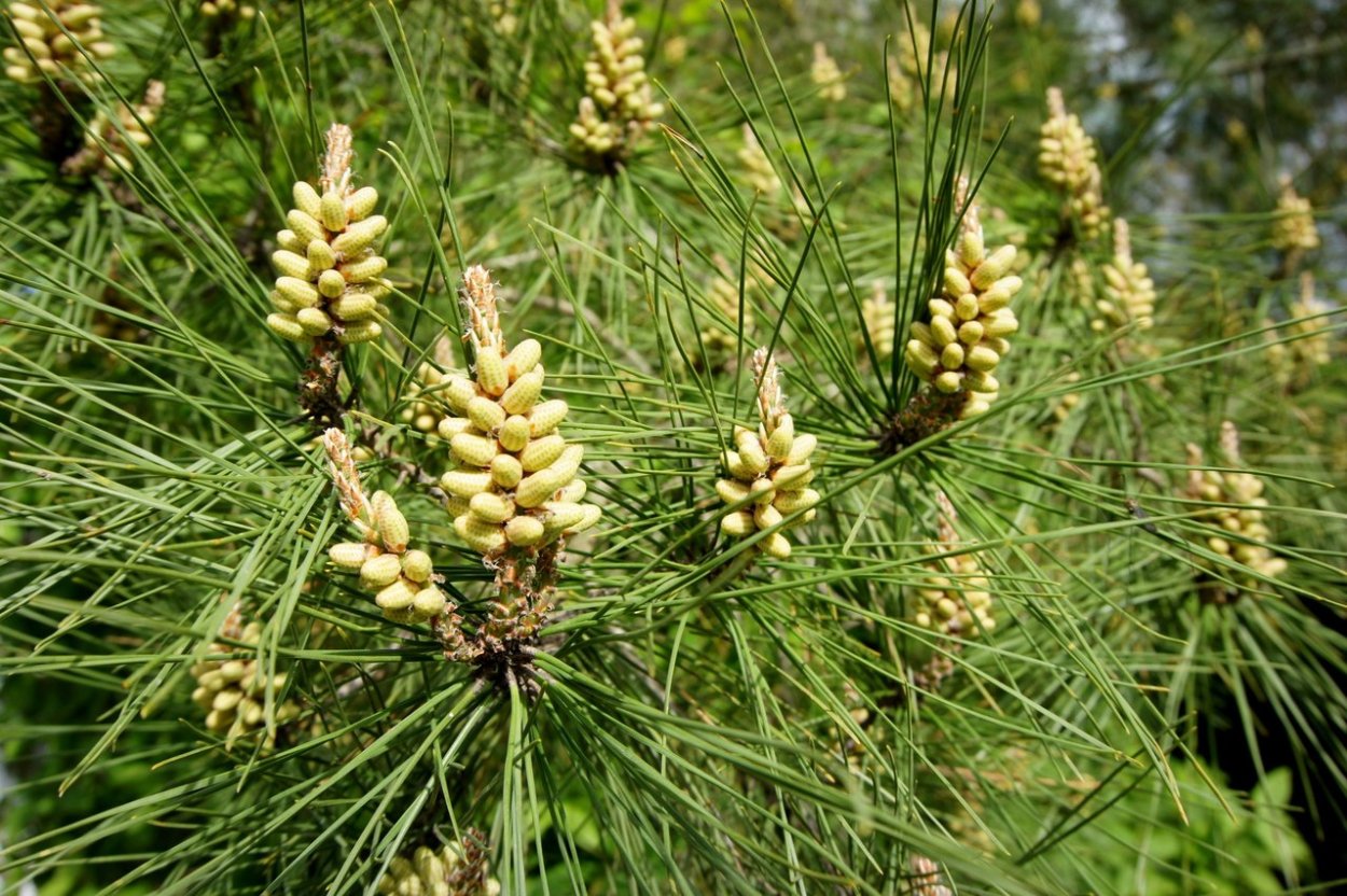 Сосна обыкновенная Сандринхэм