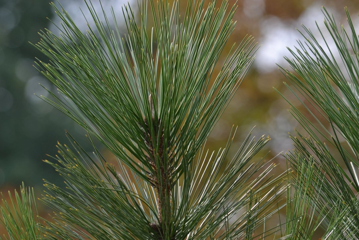 Сосна Эльдарская шишки