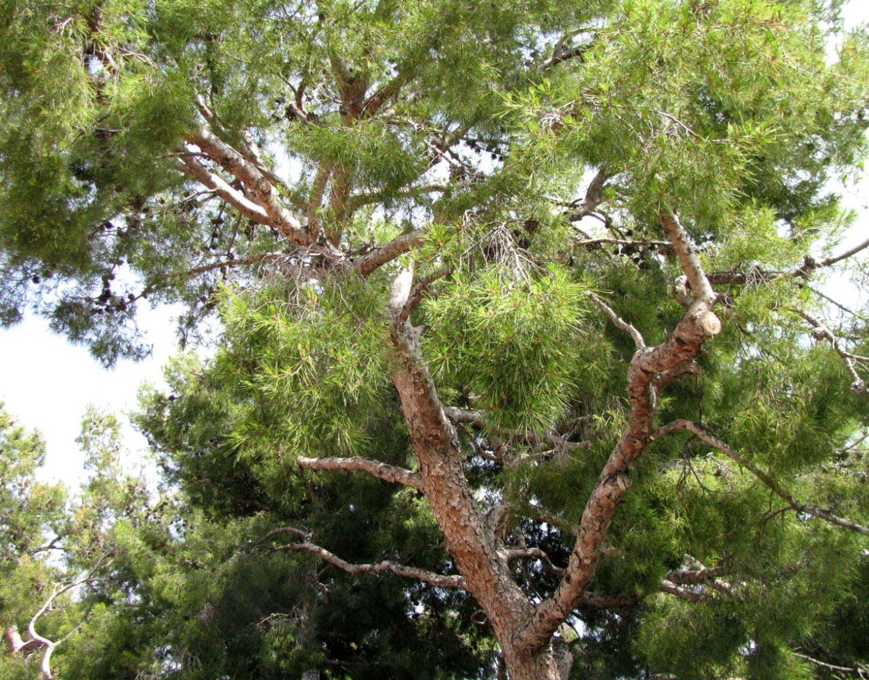 Pinus tabuliformis