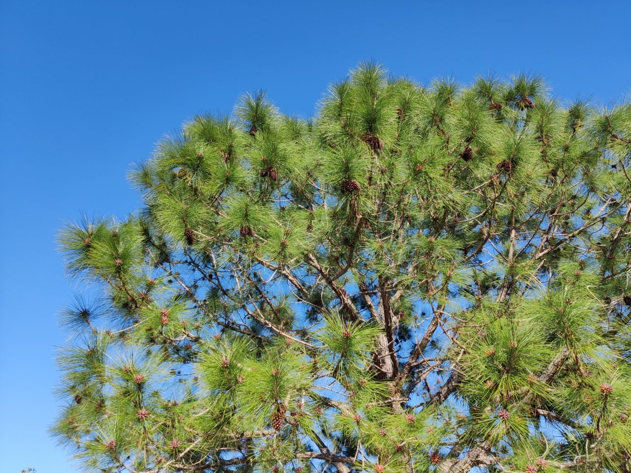 Эльдарская сосна Карабах