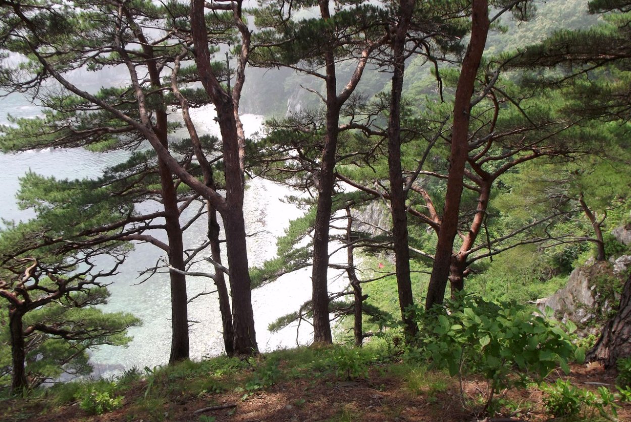 Сосна Приморская