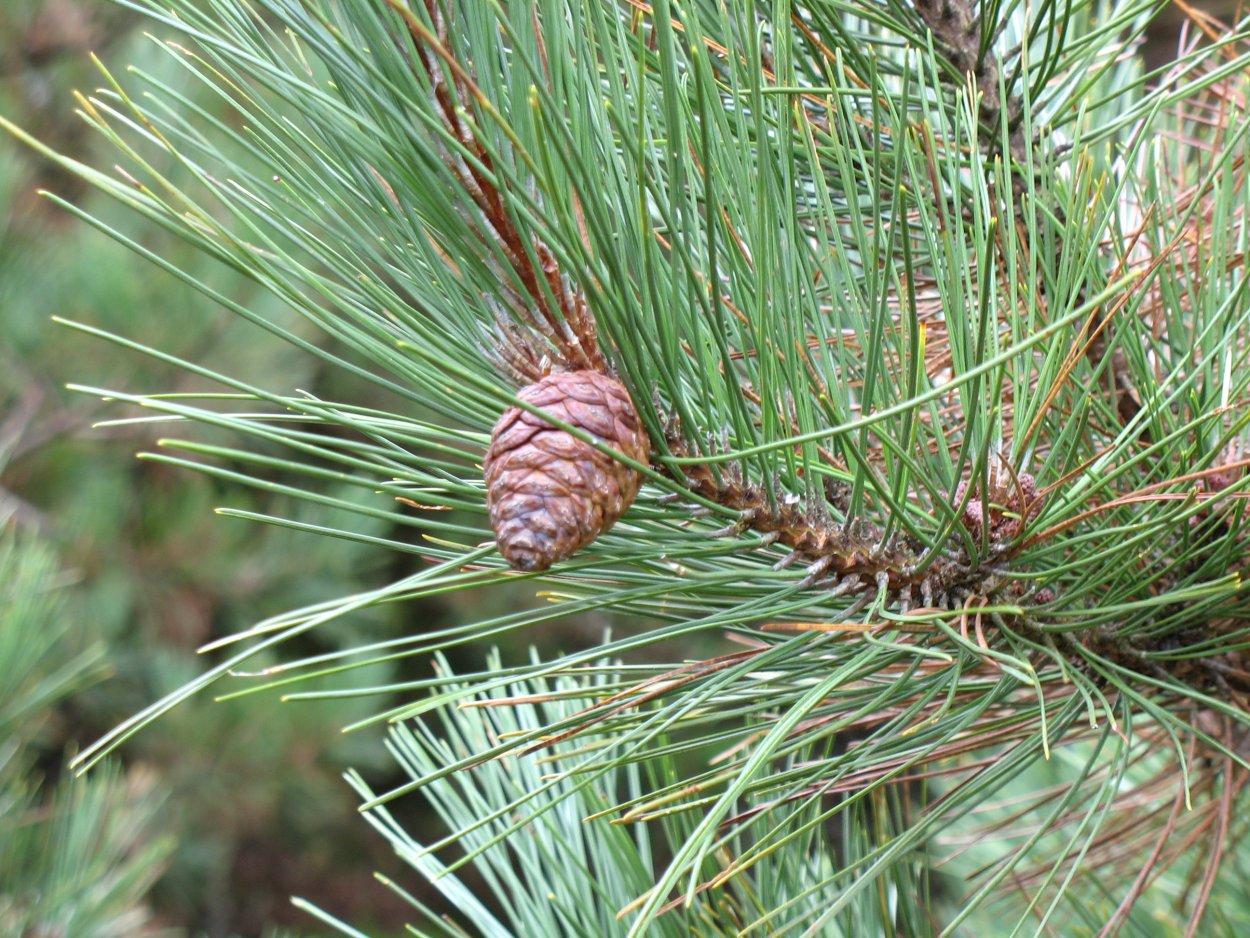 Pinus halepensis Mill