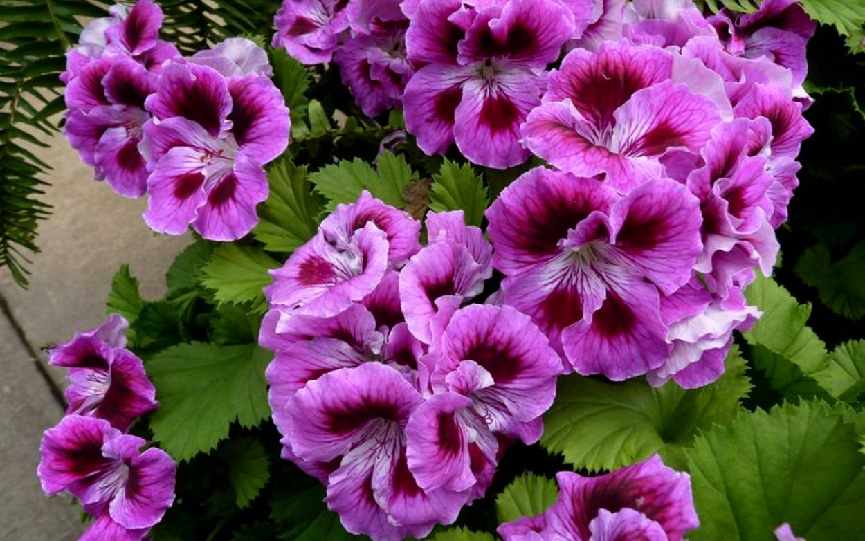 Герань Королевская Элеганс Браво