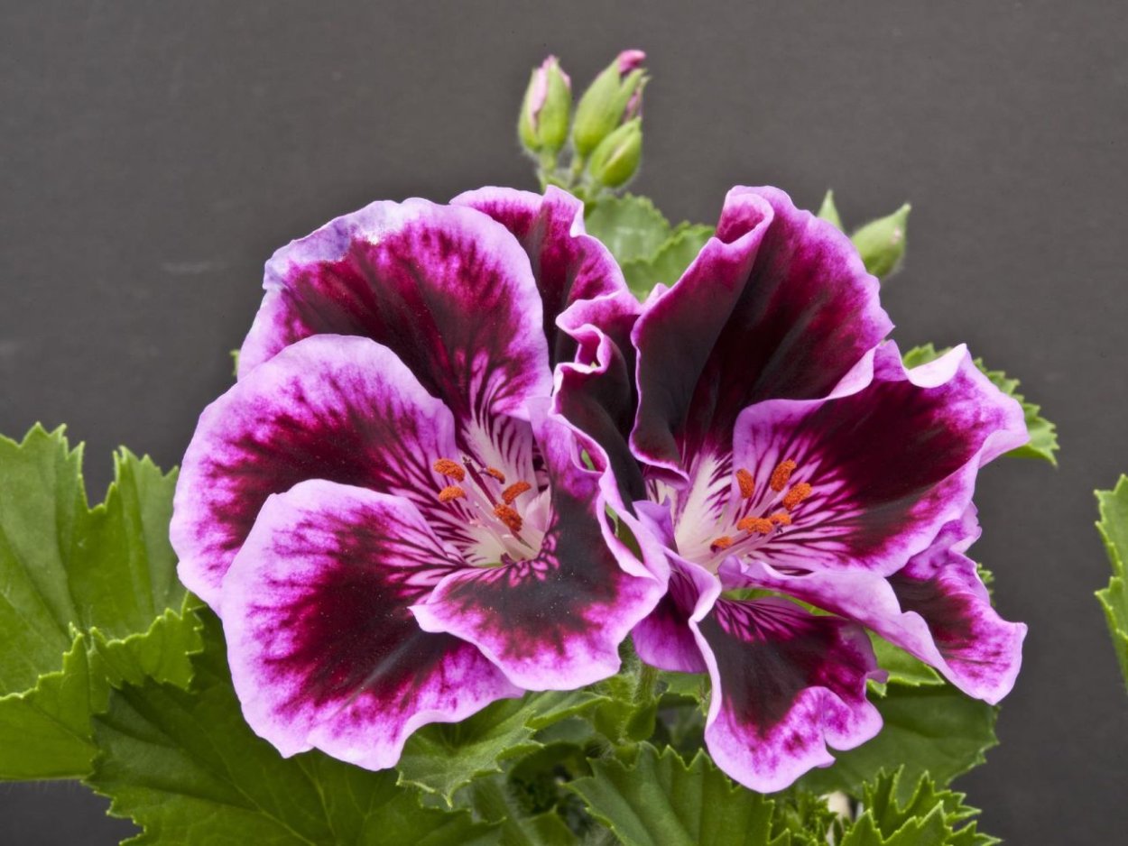 Гаршинка Королевские пеларгонии