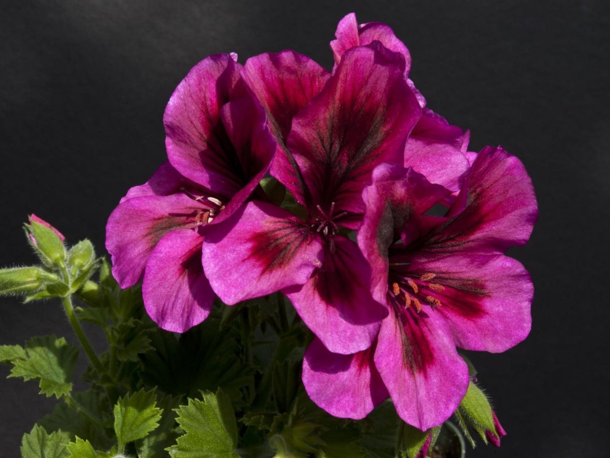 Цветок Королевская пеларгония