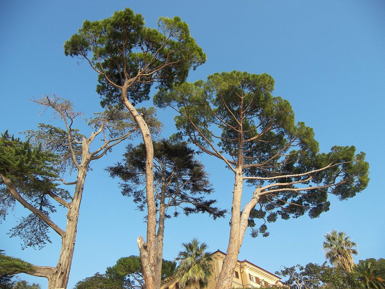 Сосна калабрийская шишки