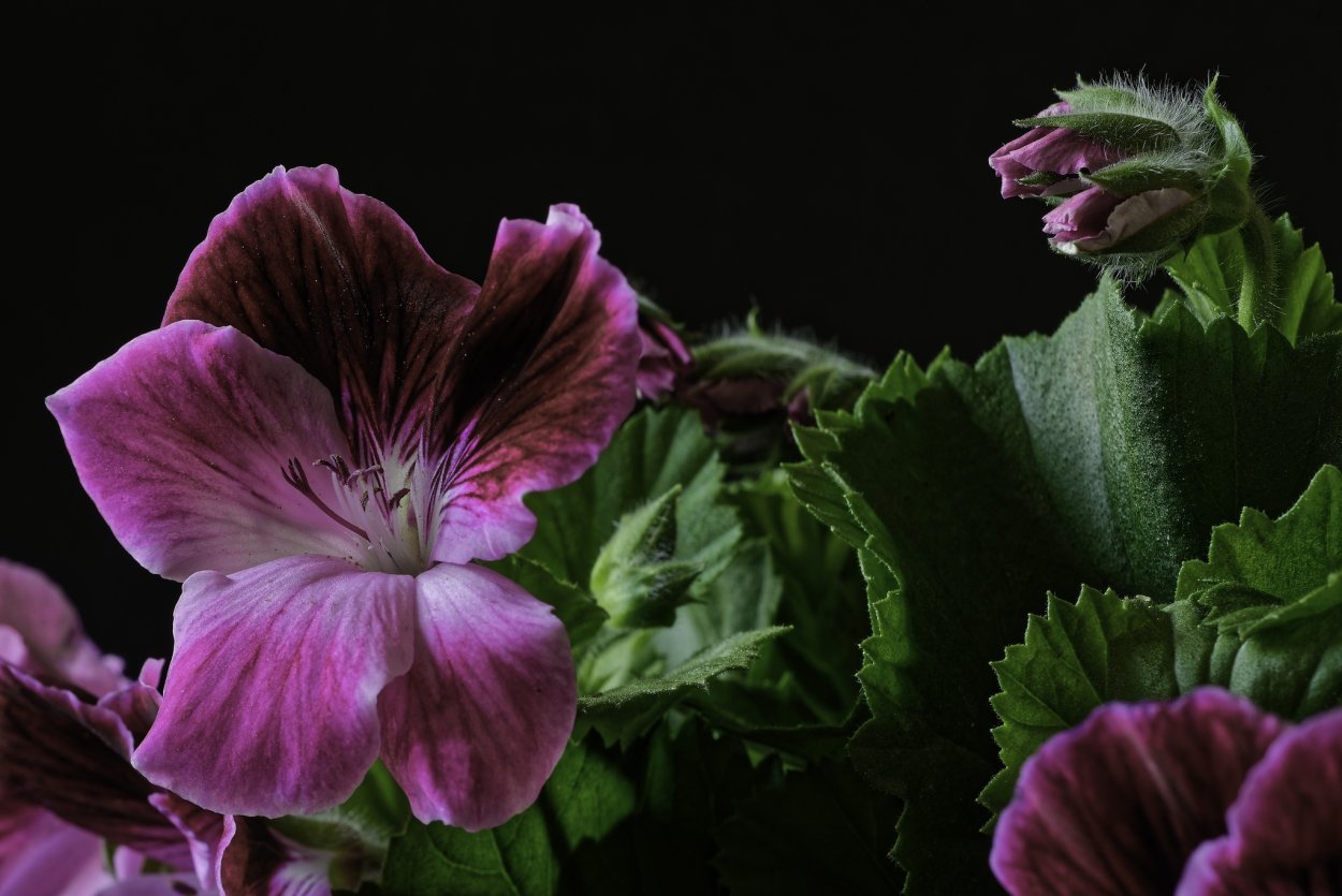 Пеларгония Pac Lorena