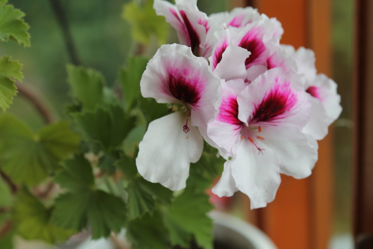 Цветок Королевская пеларгония