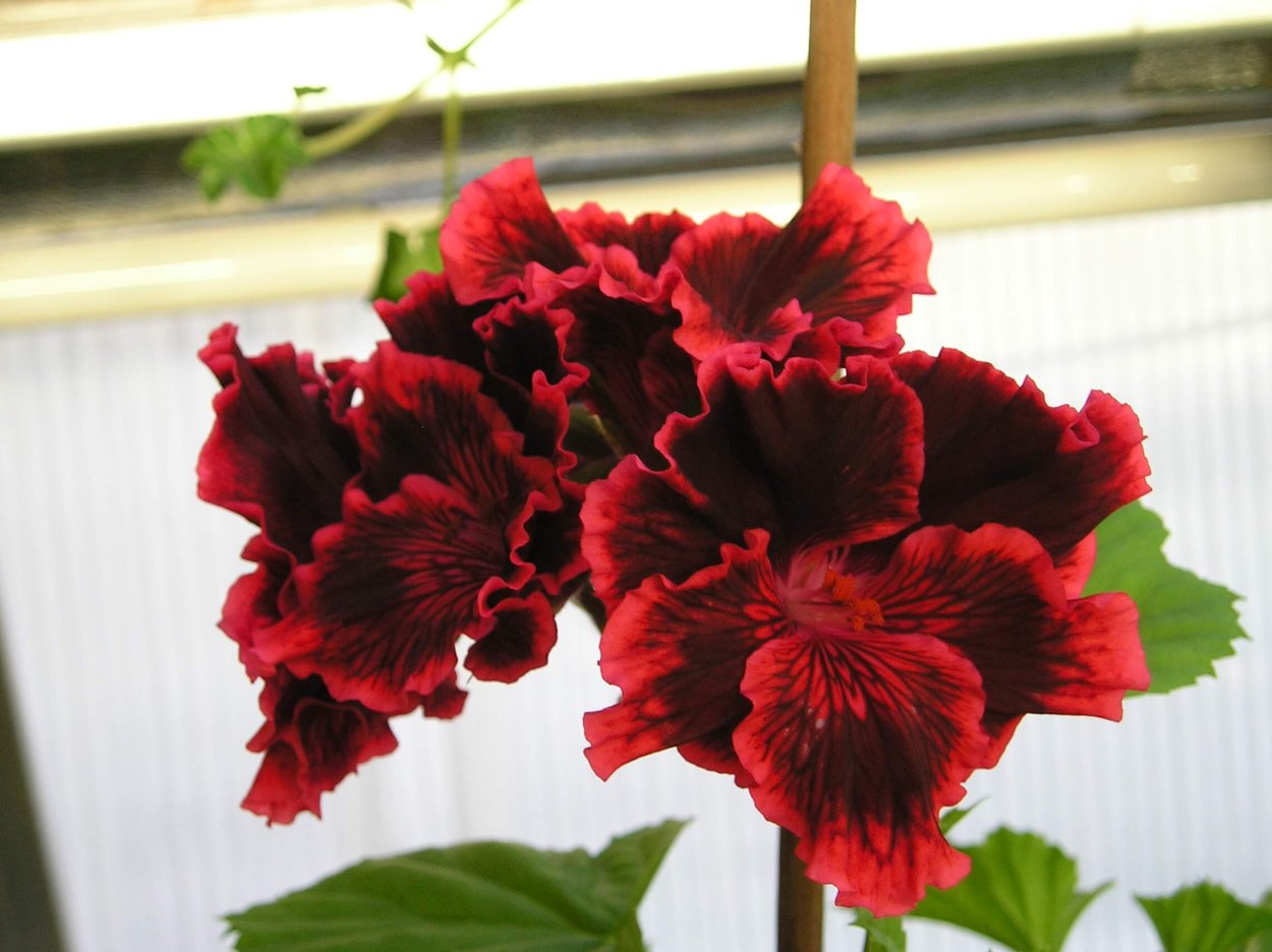 Королевская пеларгония Кларион Виолет