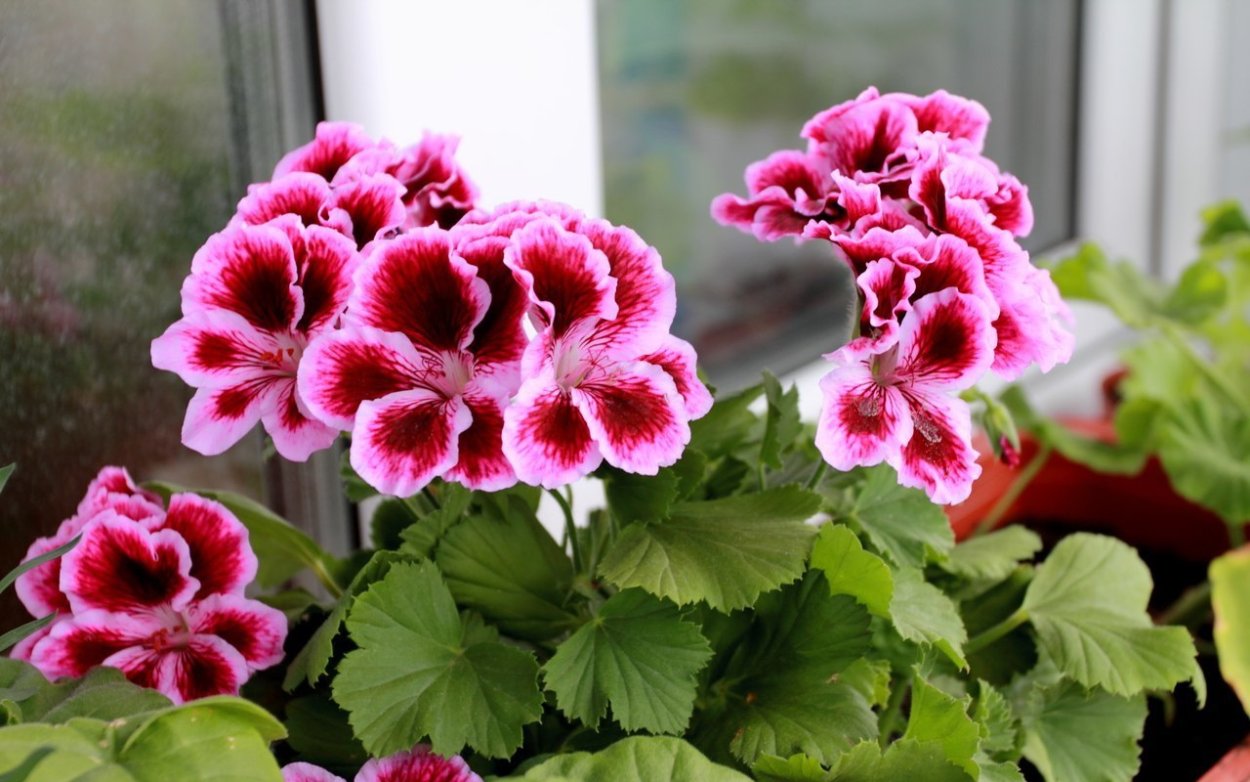 Герань комнатная Королевская