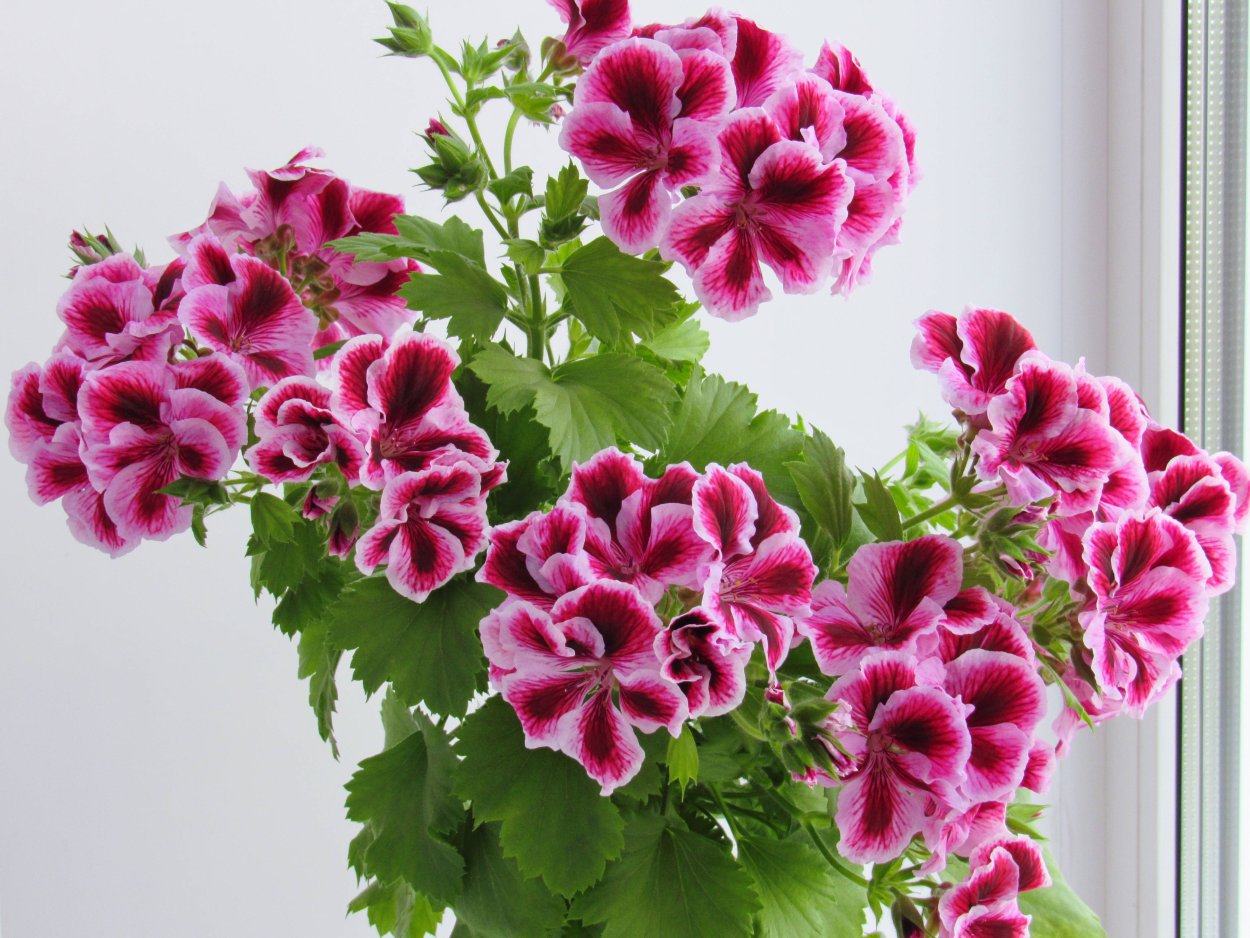 Цветок Королевская пеларгония