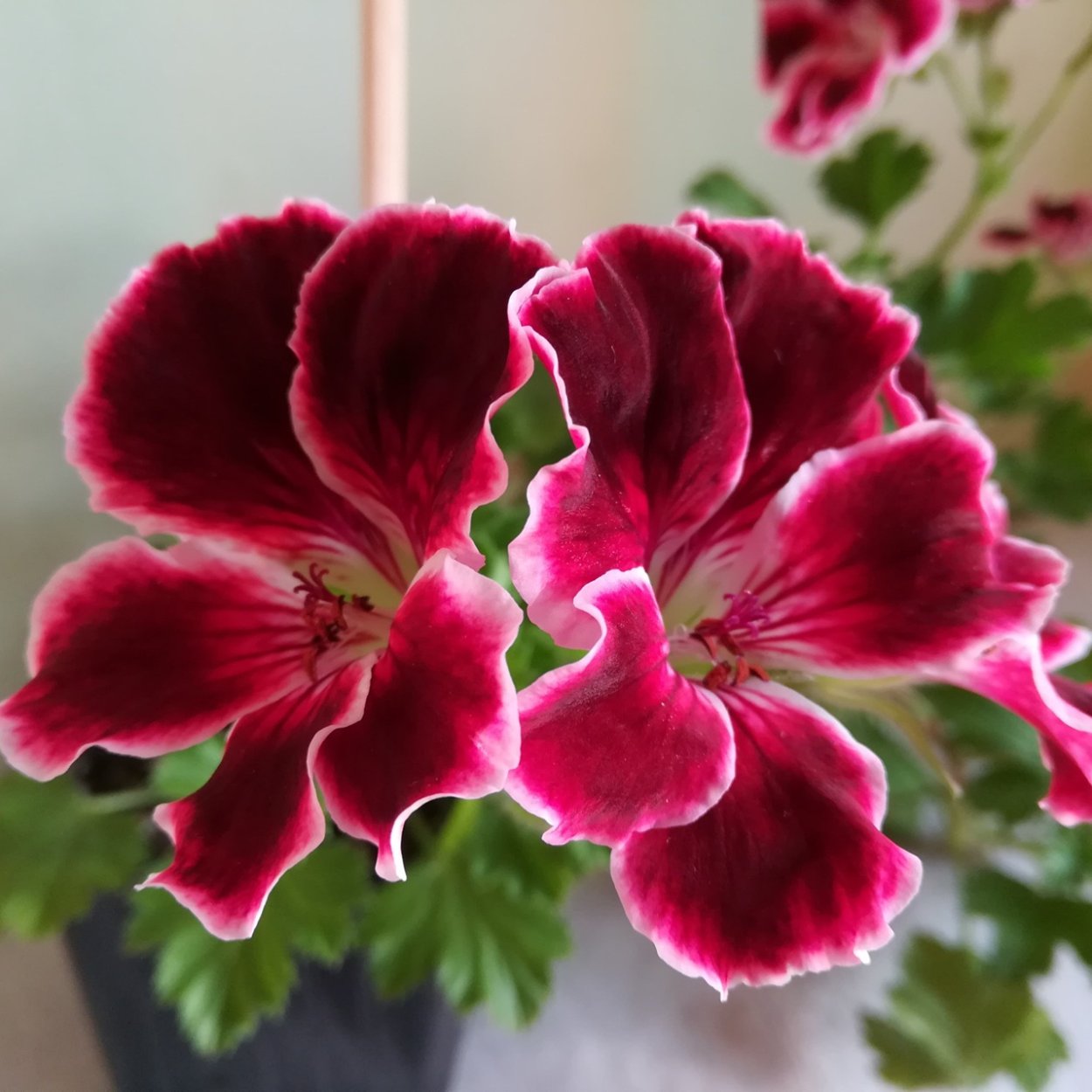 Пеларгония Королевская Элеганс