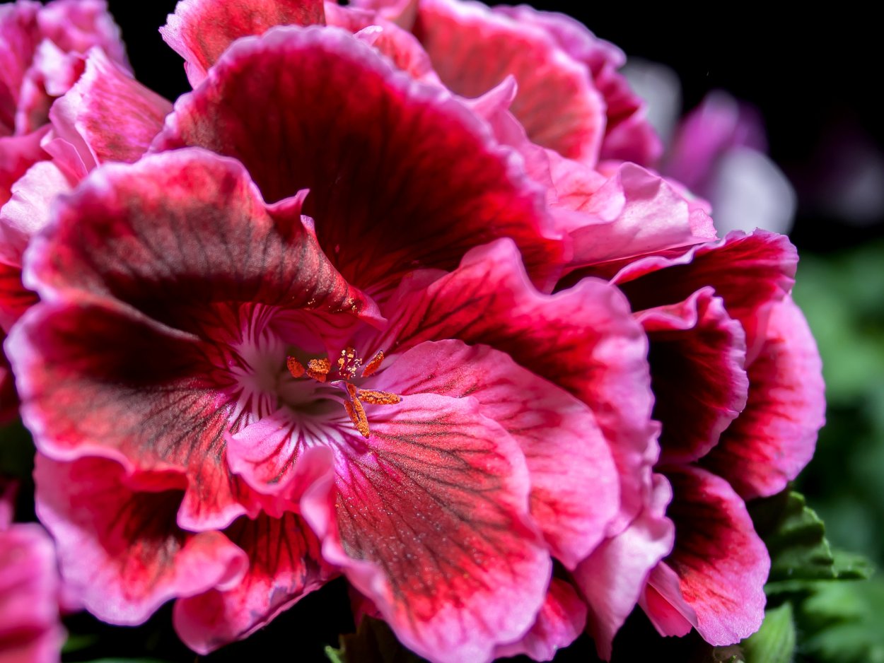 Королевская пеларгония Империал