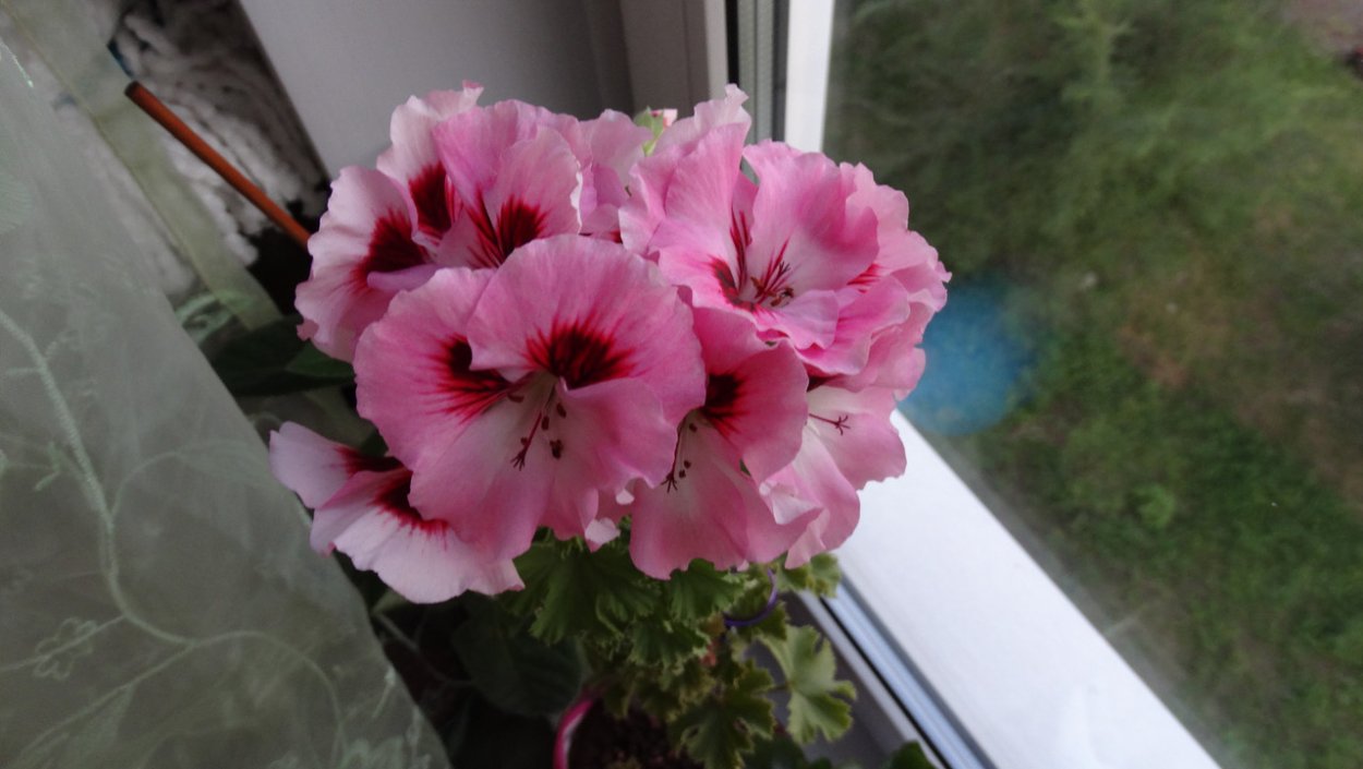 Чем отличается Королевская пеларгония от обычной