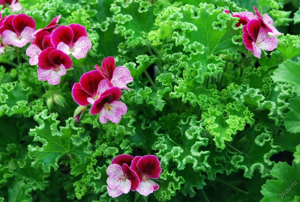 Пеларгония Королевская Regal Pelargonium