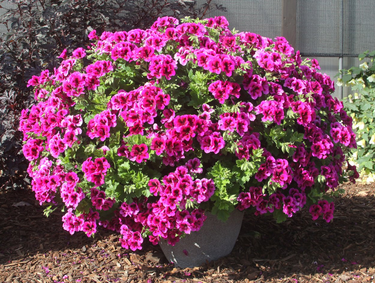 Герань Рембрандт Королевская