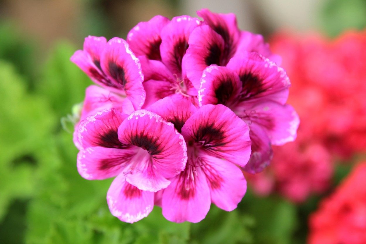 Королевская пеларгония Roussilion