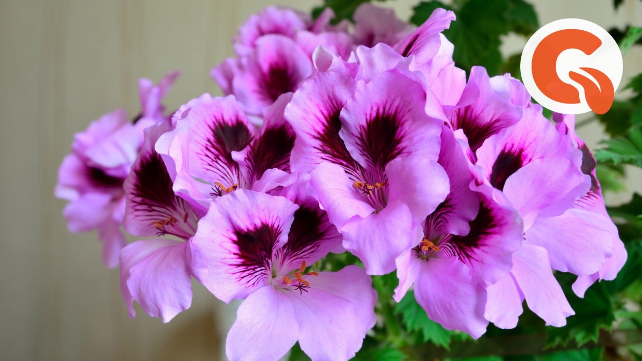 Пеларгония Pac Aristo Black Beauty