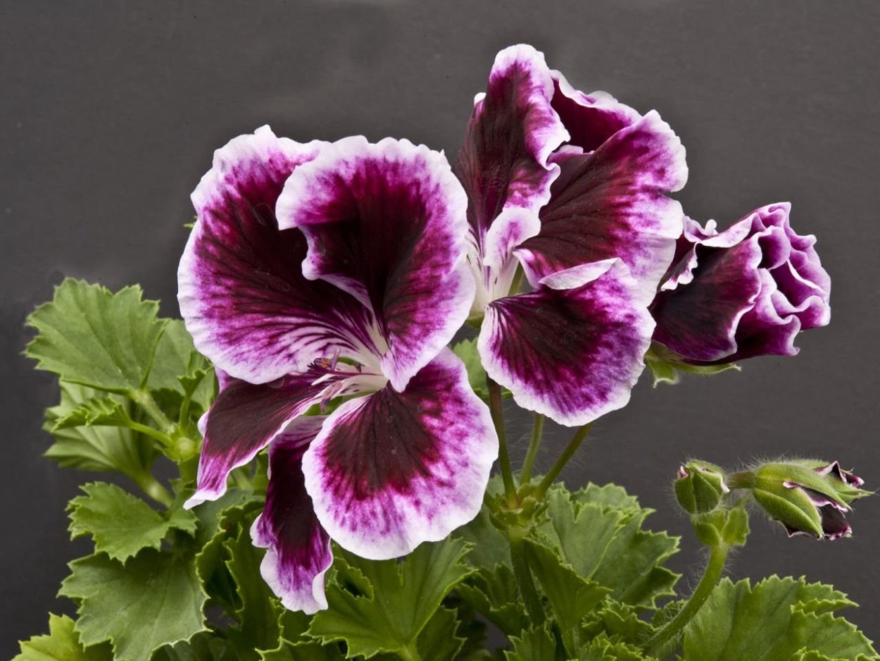 Пеларгония Rembrandt