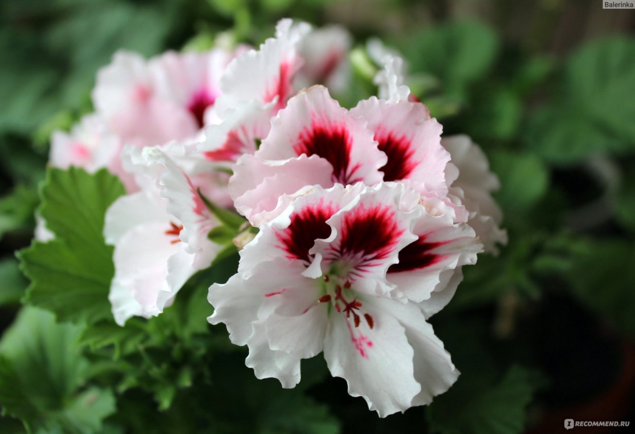 Пеларгония Королевская розовая