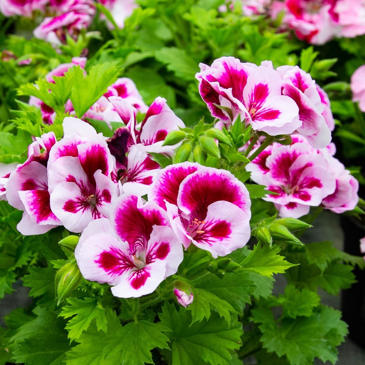 Королевская пеларгония Римфайер