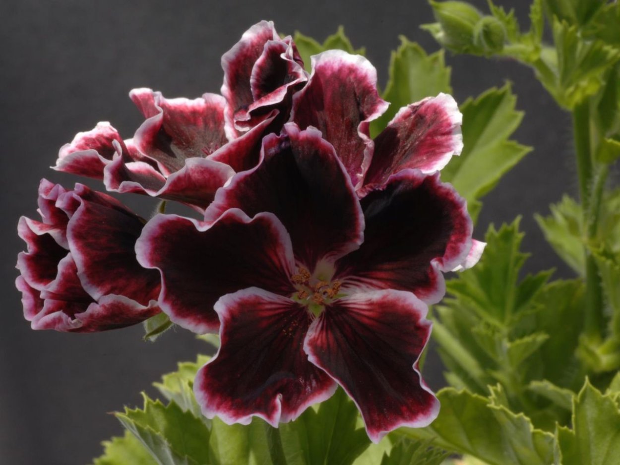 Пеларгония Королевская грандифлора