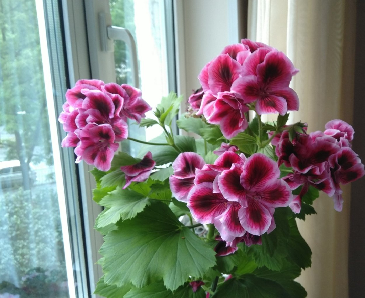 Ампельная Королевская герань