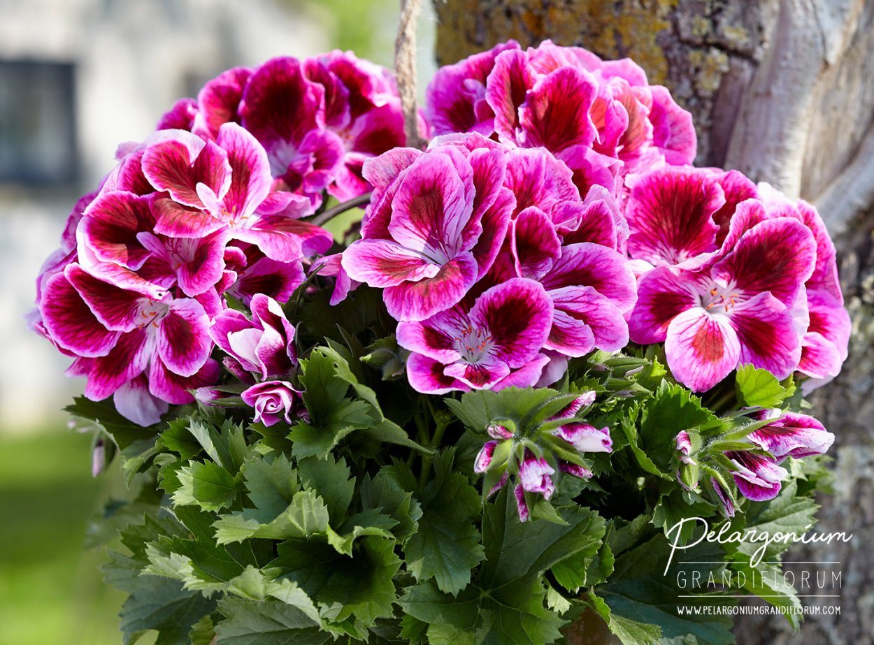 Пеларгония Королевская Jolenta