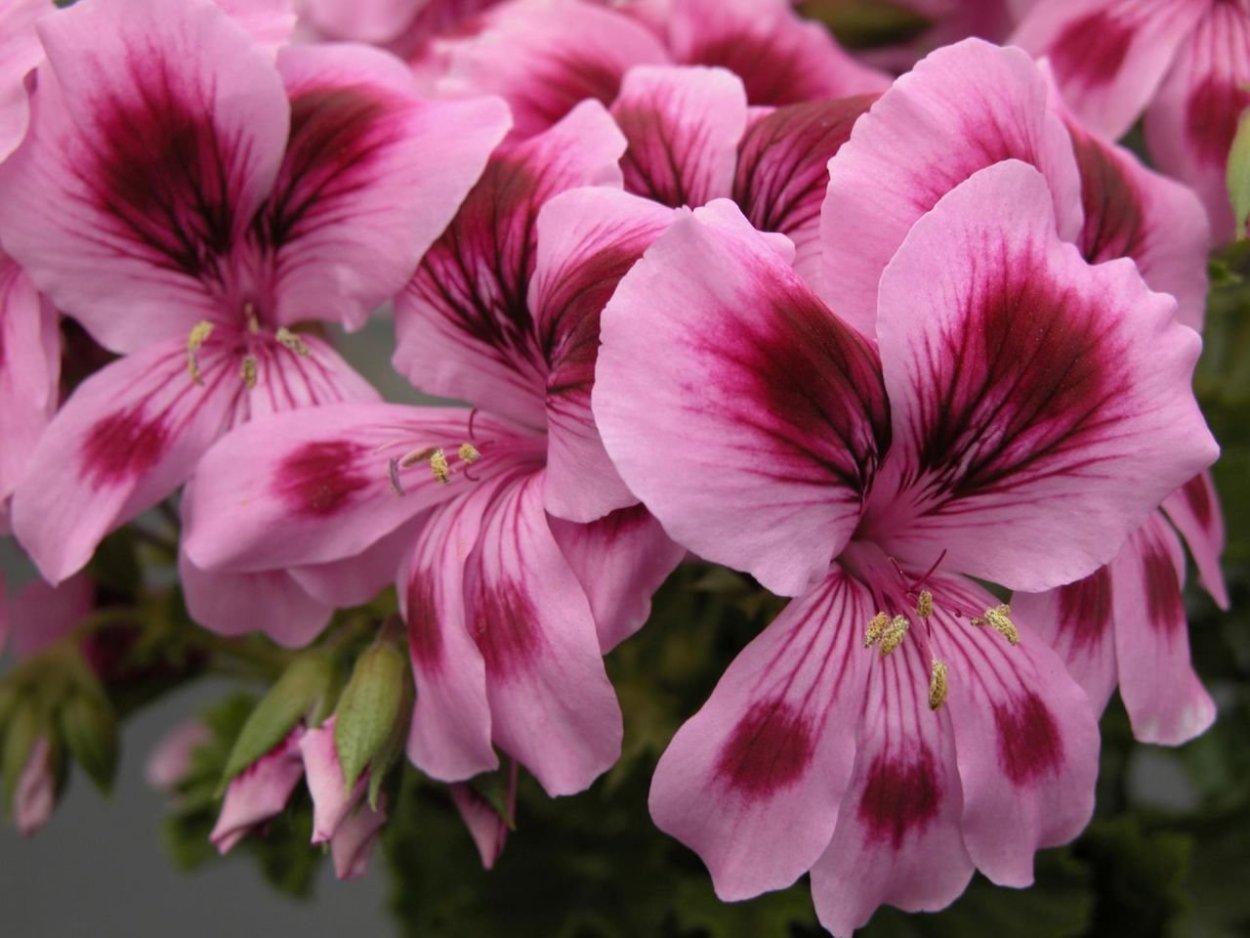 Пеларгония Королевская Элеганс