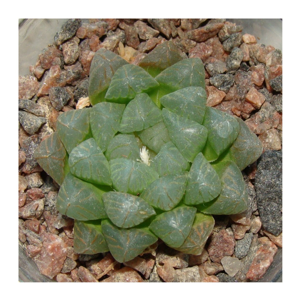 Haworthia starkiana