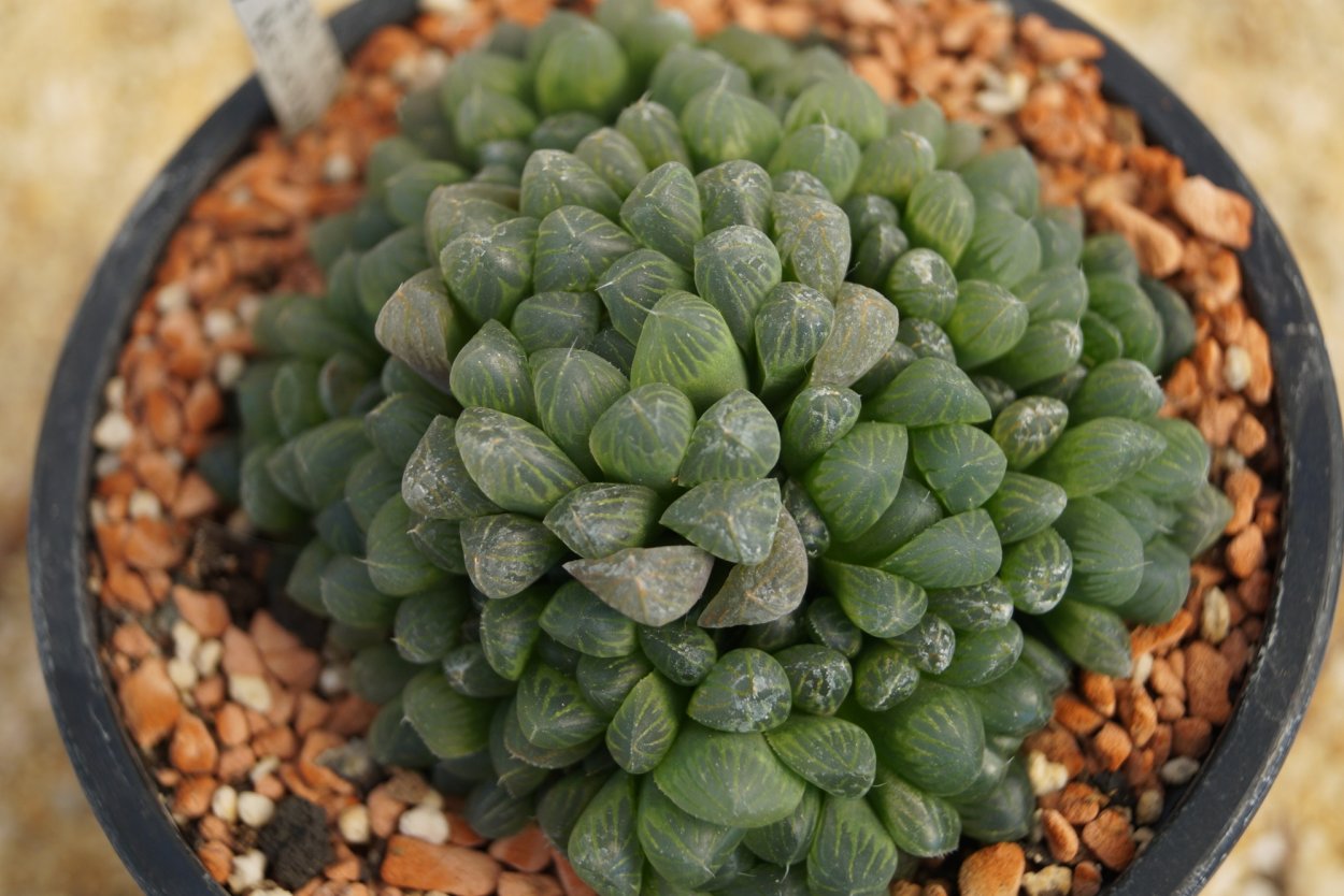 Haworthia truncata kegani