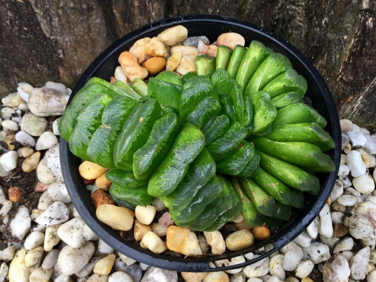 Хавортия Жемчужная (Haworthia margaritifera)