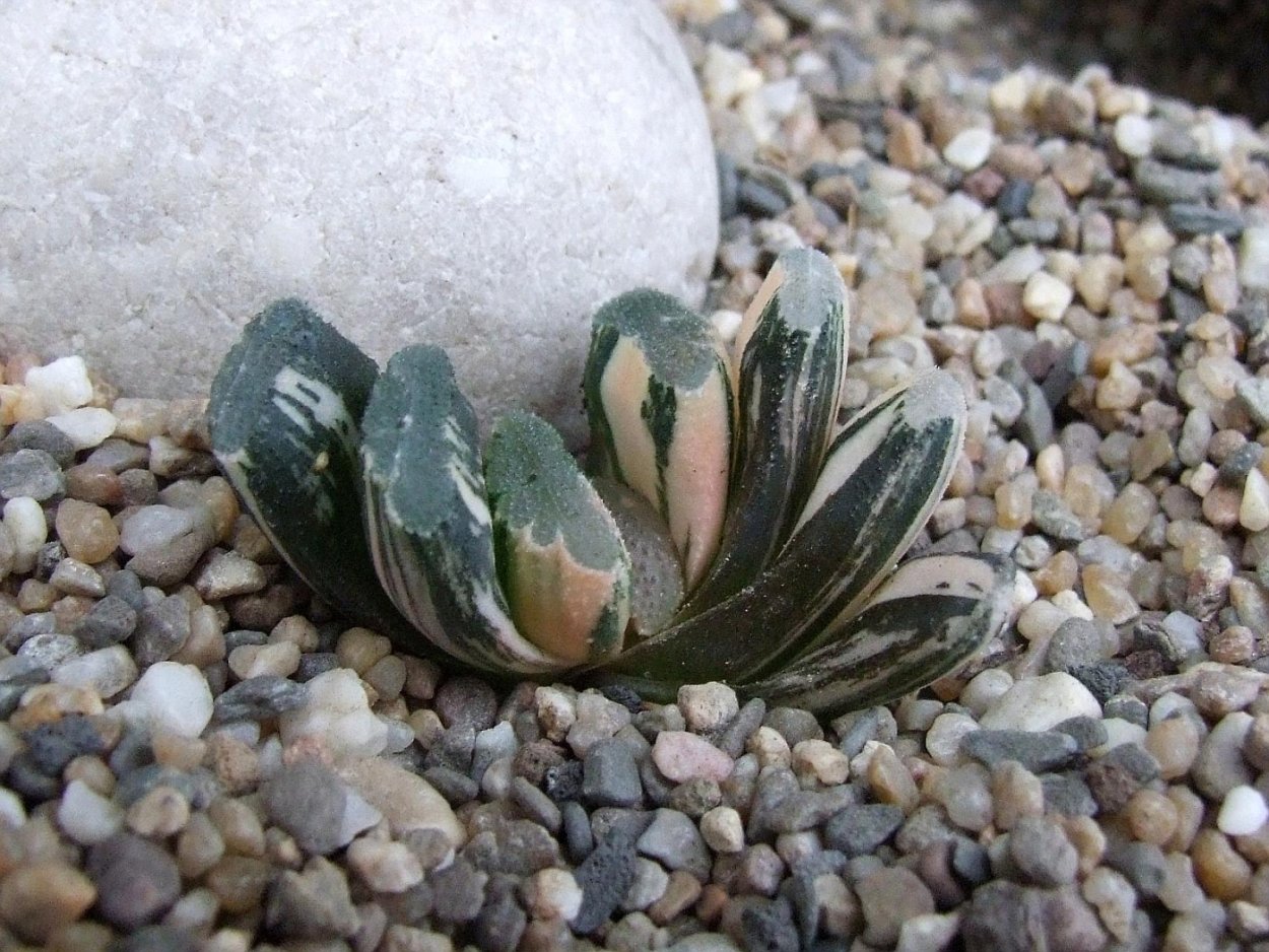 Haworthia truncata super Jumbo