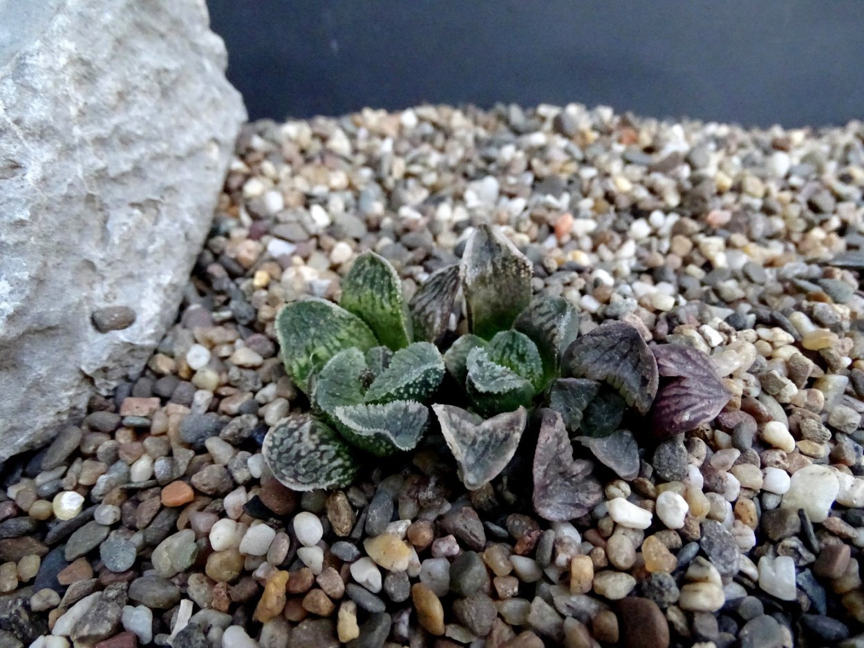Haworthia pygmaea variegata.