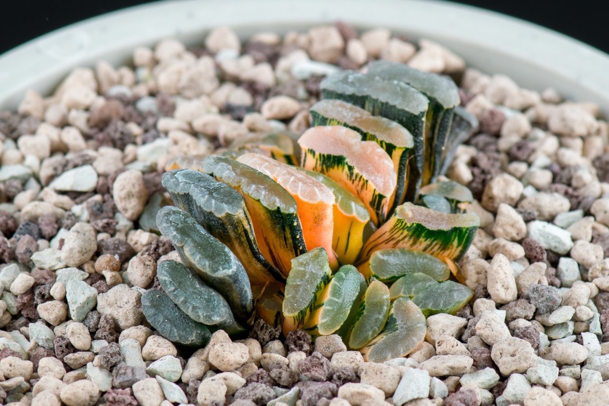 Haworthia cooperi var. Truncata