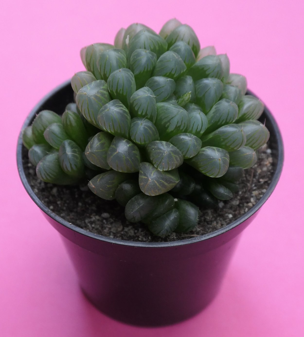 Хавортия Купера