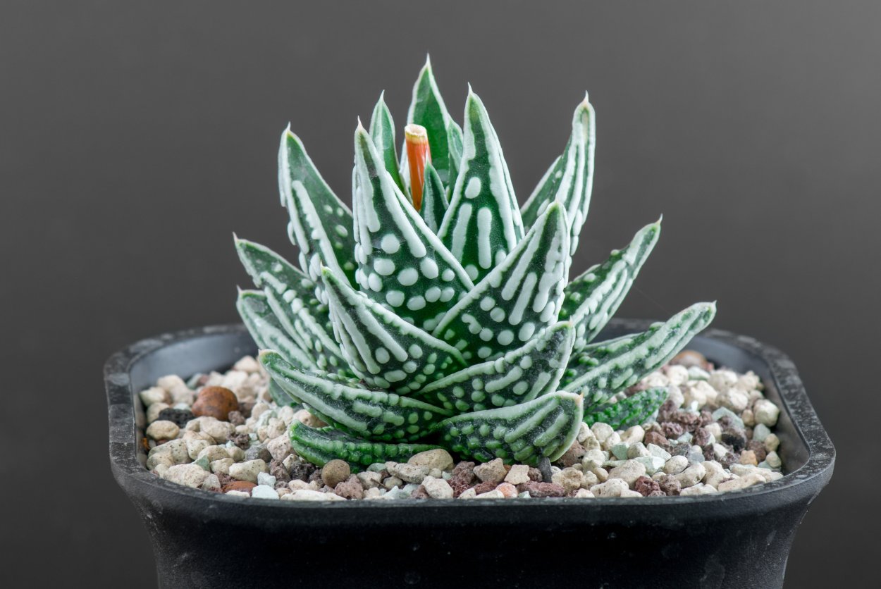 Haworthia truncata Shishimai