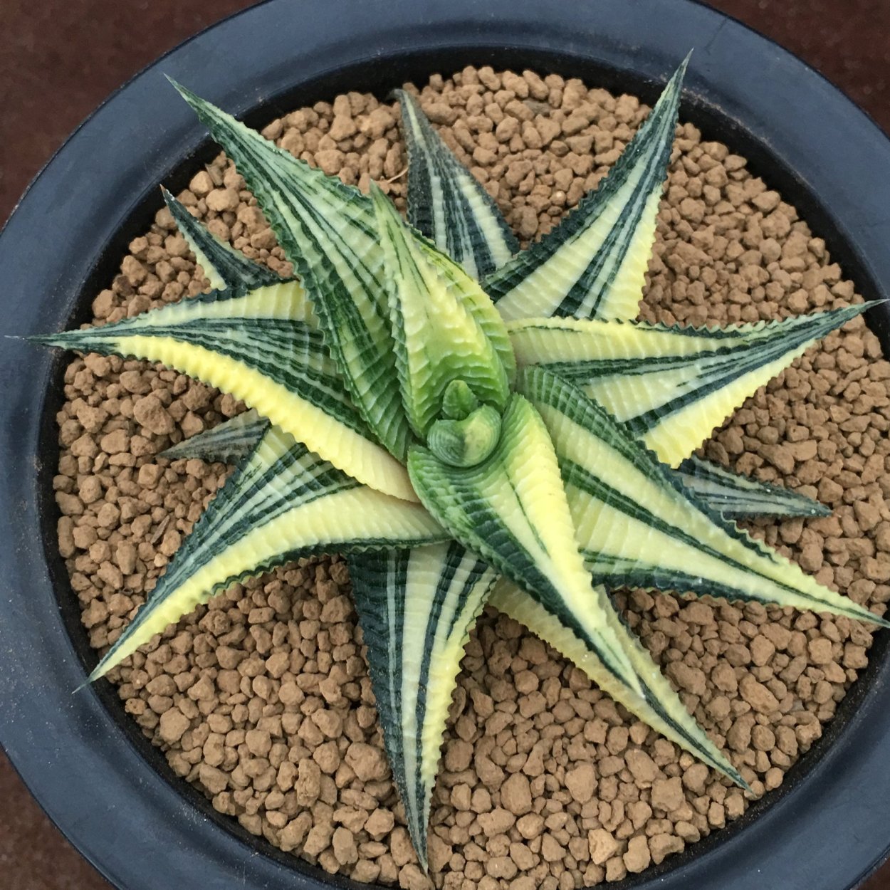 Haworthia truncata