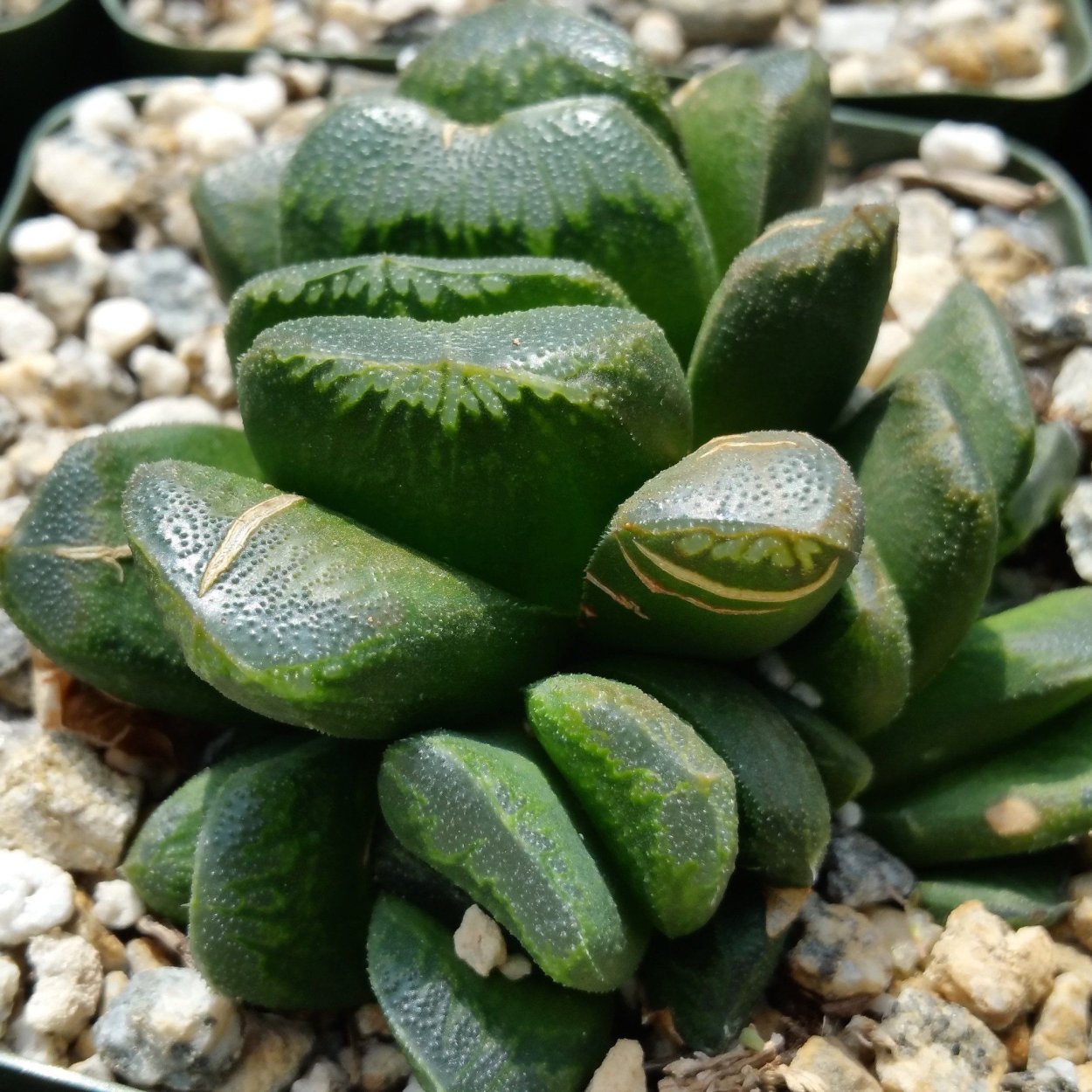 Haworthia truncata super Jumbo