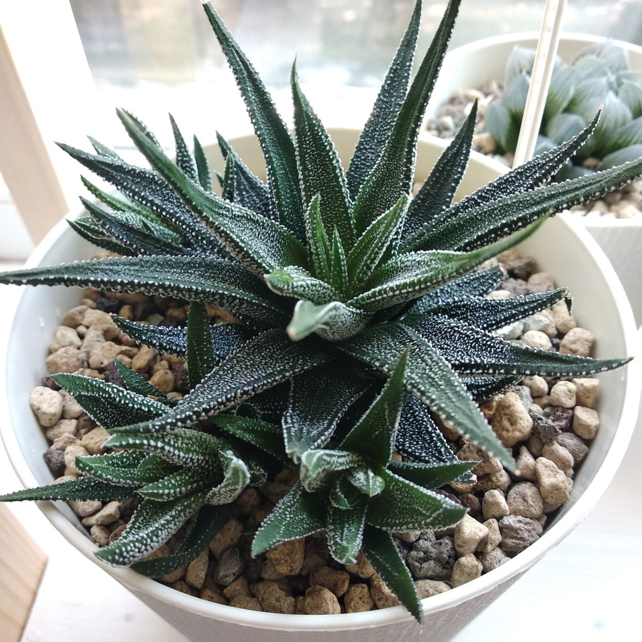 Haworthia Black Major